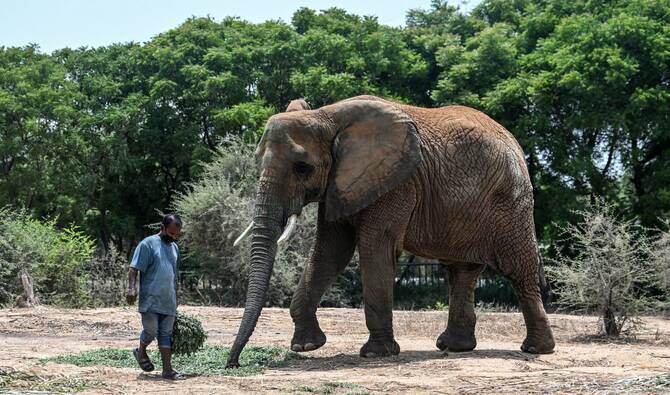 The story of the 36-year-old elephant called Madhuri reflects both the passion that some communities have for elephants in India -- and the mind-boggling scale of the self-declared "world's biggest wild animal rescue centre". (AFP/File)