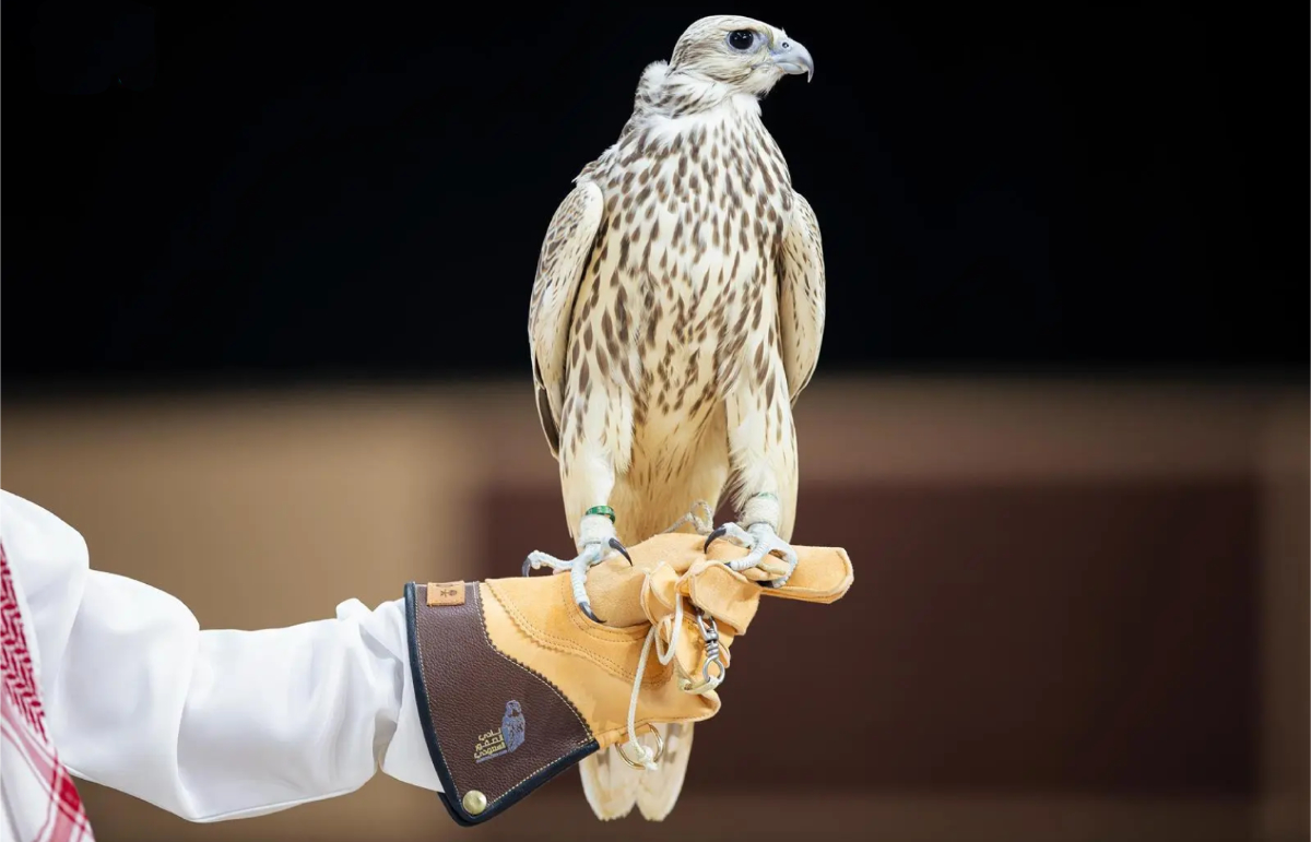 The International Auction Platform for Falcon Breeding Farms will run until Aug. 25 in Malham. (SPA)