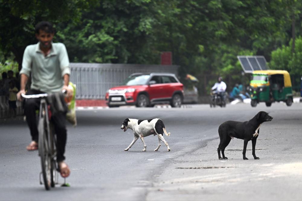 Indian top court orders roundup of stray dogs in Delhi