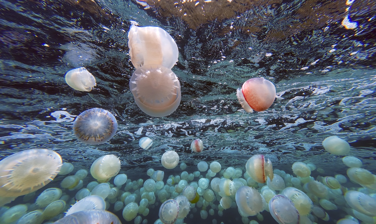 Swarm of jellyfish shuts French nuclear plant