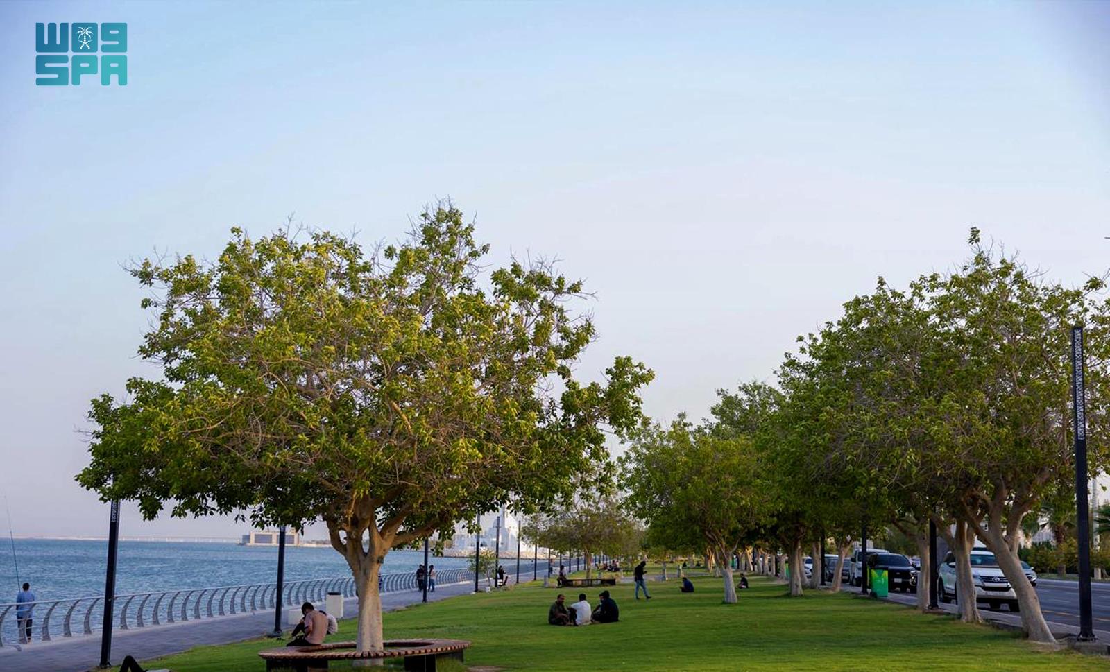 Alkhobar is set to digitize 100,000 trees as part of the first smart green city project. (SPA)