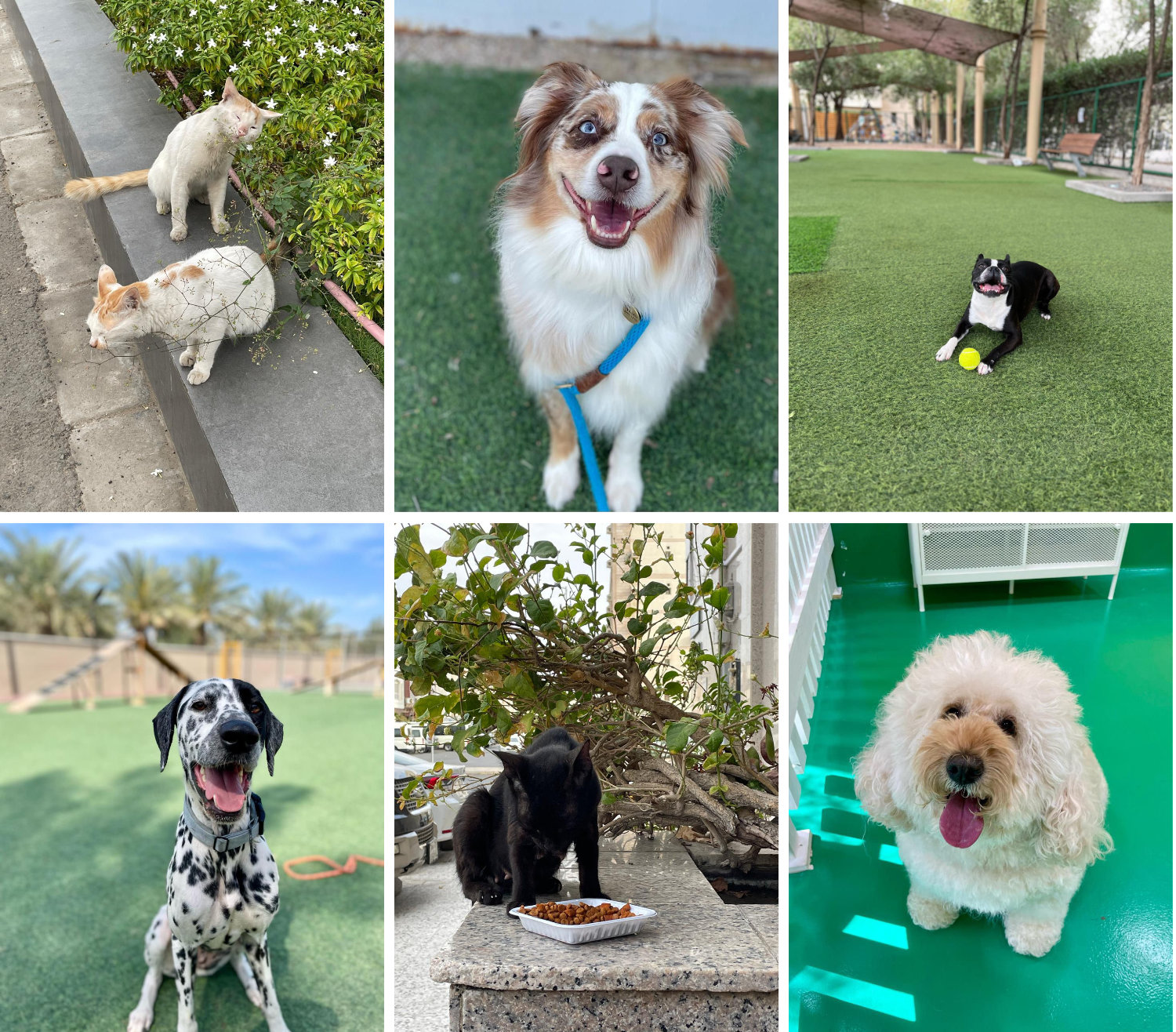 Keep your furry friends cool for the summer