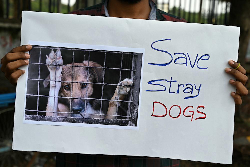 Activists have filed an appeal against India’s Supreme Court earlier order to remove stray dogs from the country’s capital Delhi. (AFP)