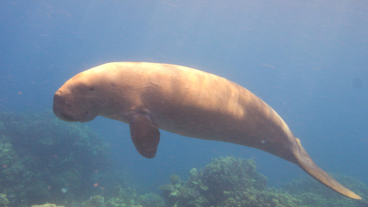Saudi Arabia is one of the few countries where the survival of dugongs is being actively secured. (National Center for Wildlife photo)