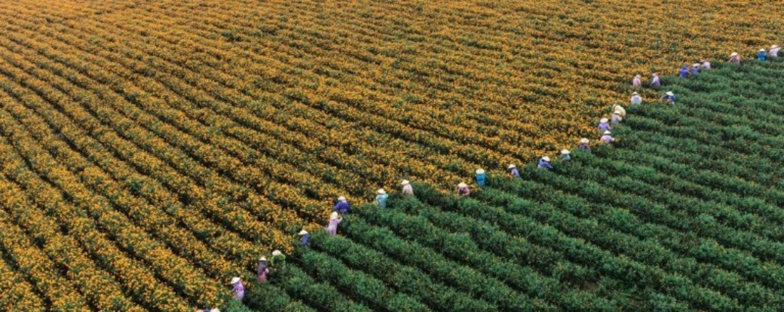 An aerial drone photo shows farmers harvesting marigold flowers in Tengchong, southwest China's Yunnan Province. (AFP)
