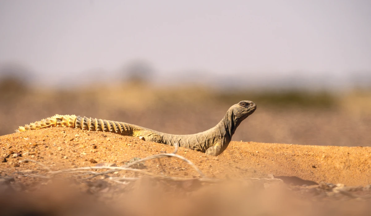 Found across vast stretches of the Kingdom’s deserts, as well as in parts of Jordan, Iraq, Syria, Egypt and eastern Iran, the dhub is both a cultural symbol and a keystone species. (Supplied)