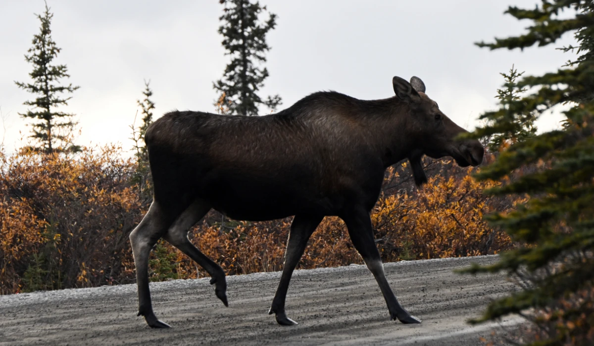 Collision with moose kills driver near Alaska park
