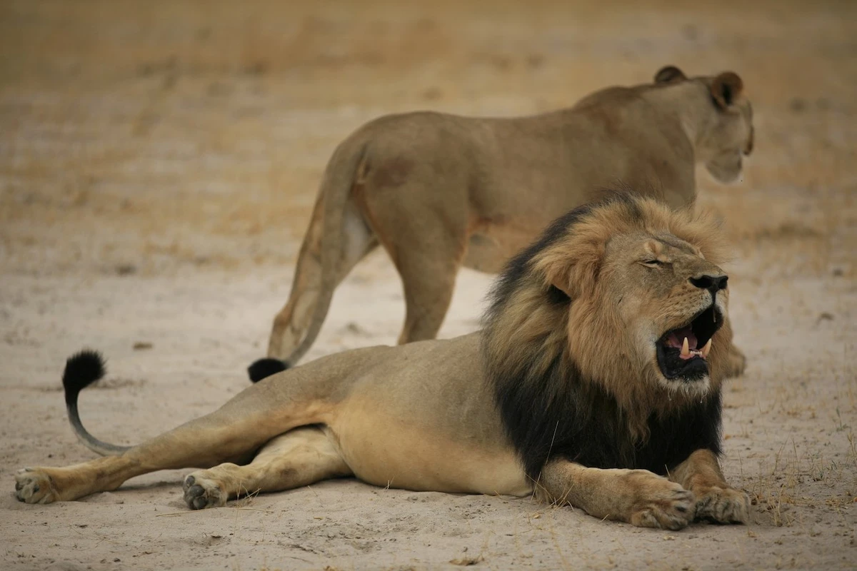 World Lion Day, held on Aug. 10, serves as a reminder of the lion’s cultural heritage and renews the call for global conservation efforts to ensure their survival. (File/AFP)