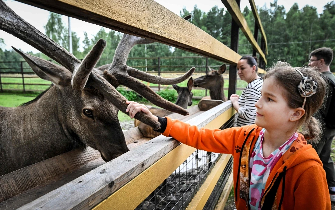 A visitor feeds a moose in Losiny Ostrov National Park (Elk Island) outside Moscow, Russia. (AFP)