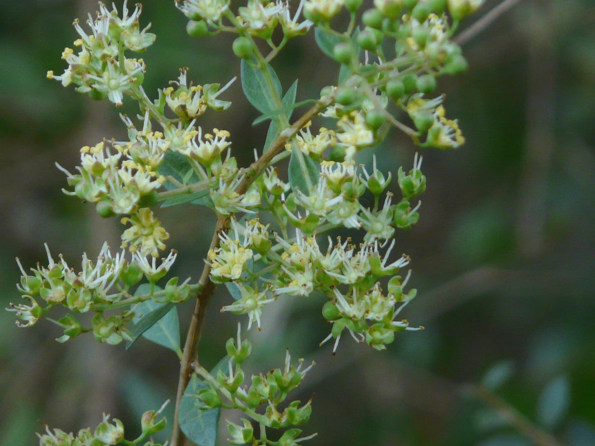 The plant is known for its light green color and strong herbal fragrance, which indicate its quality. (SPA photo)