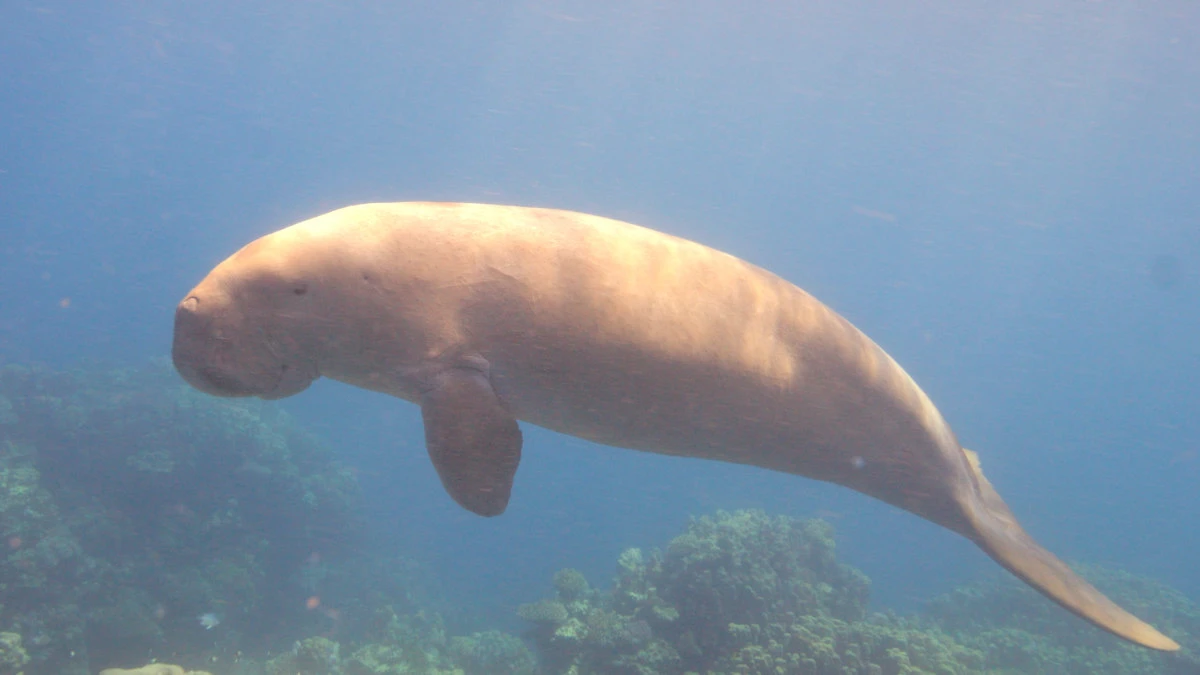 Saudi Arabia is one of the few countries where the survival of dugongs is being actively secured. (National Center for Wildlife photo)