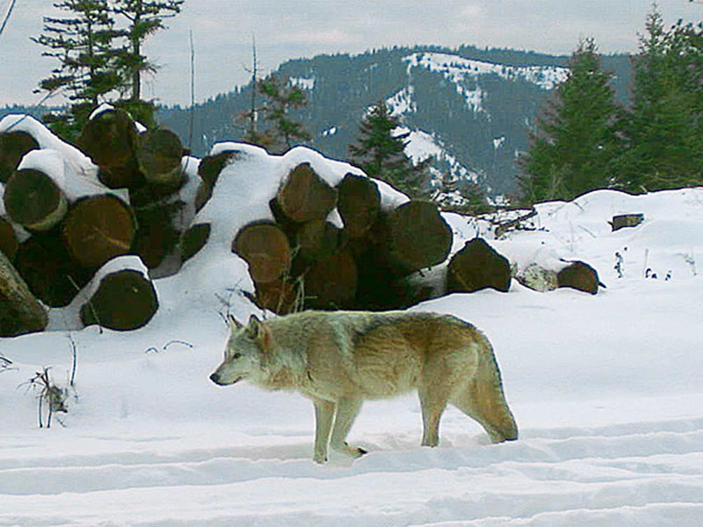 Above, a breeding female of the Walla Walla Pack in northern Oregon’s Umatilla County in this December 2017 remote camera photo provided by the Oregon Department of Fish and Wildlife. (Oregon Department of Fish and Wildlife via AP)