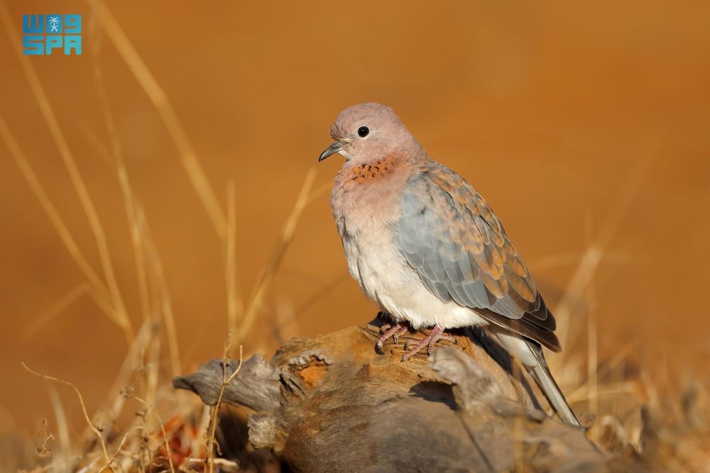 NCW has emphasized that violators of the new environment protection rules for this year’s hunting season, from Sept. 1 to Jan. 31, 2026, will be prosecuted. (SPA)
