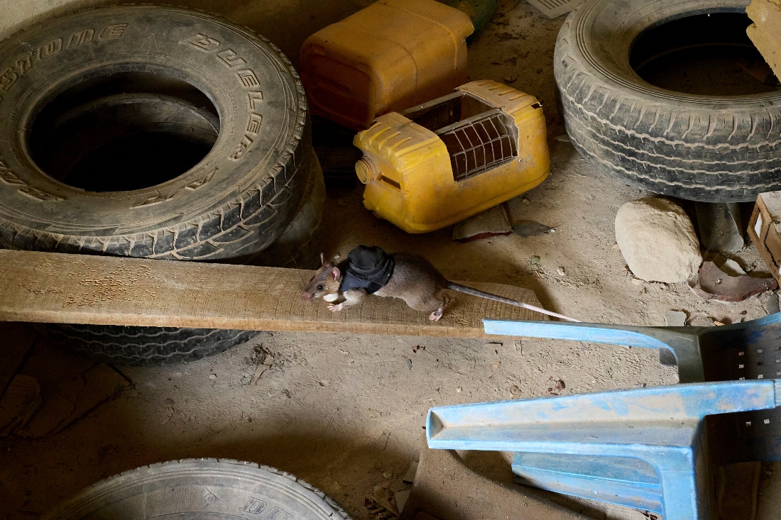 Land mines and tuberculosis are no match for Tanzanian ‘hero rats’ sniffing out danger and disease