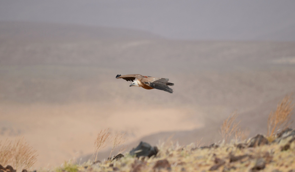 Tagged Eurasian griffon vultures at Prince Mohammed bin Salman Royal Reserve. (Supplied)