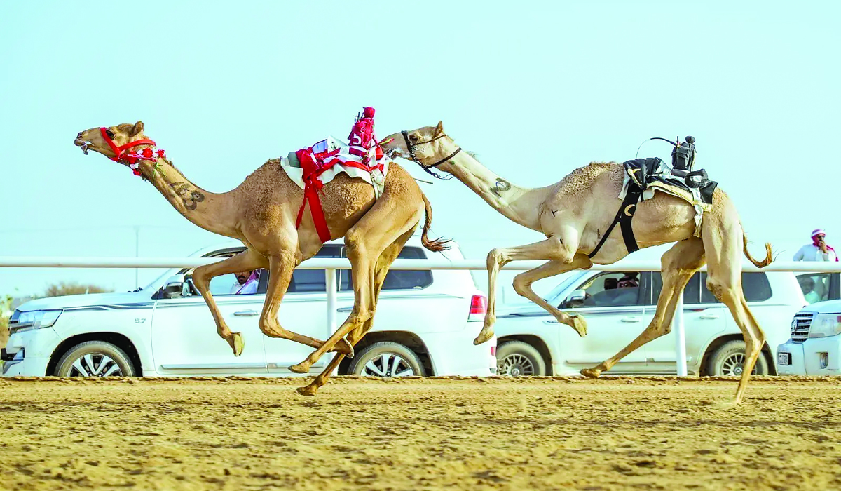 This year’s Crown Prince Camel Festival opened on Tuesday and runs until Sept. 12. (Supplied/SPA)