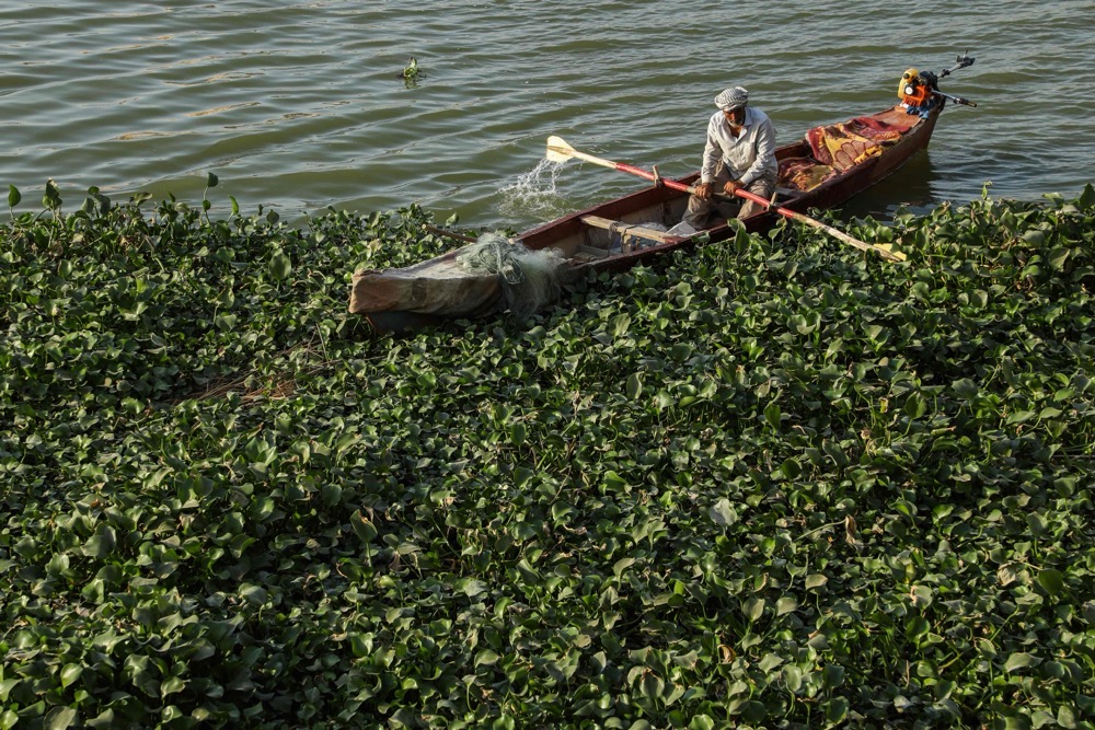 Water hyacinths, present in Iraq since the 1990s, have become more prevalent due to the low water flow. (AFP)