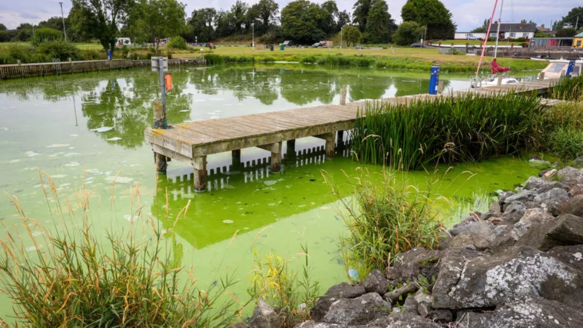 UK’s largest lake ‘dying’ as algae blooms worsen