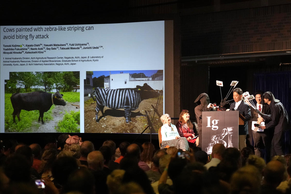 Does painting cows with stripes prevent fly bites? Researchers who studied this win Ig Nobel prize