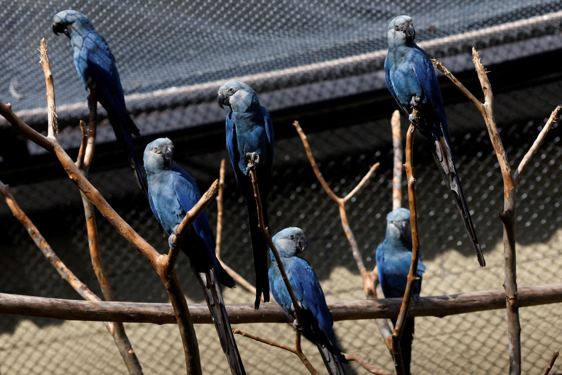 Feathers fly in dispute over Ambani zoo’s pursuit of rare parrot