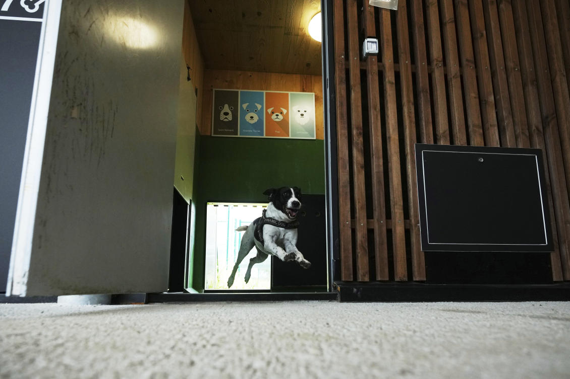 Rome’s airport opens luxurious dog hotel with pampering services