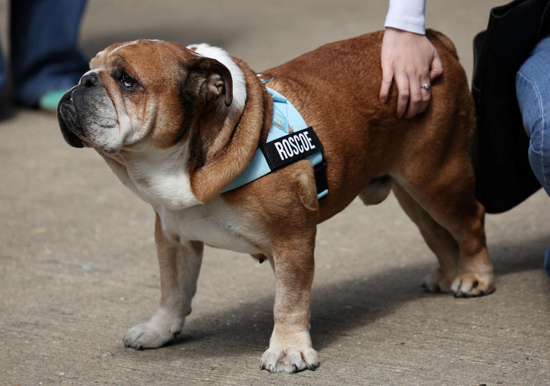 Lewis Hamilton says the death of his dog Roscoe is ‘one of the most painful experiences’