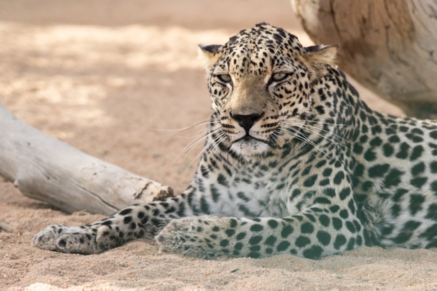 The international campaign to return the Arabian leopard to its ancestral home is entering a new phase. (File photo)