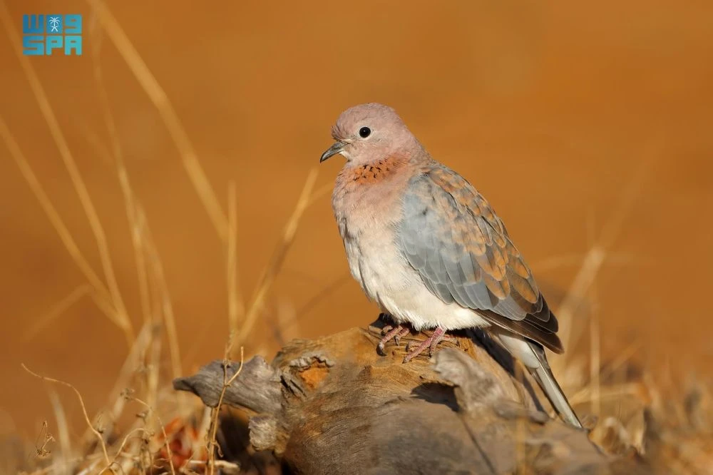 NCW has emphasized that violators of the new environment protection rules for this year’s hunting season, from Sept. 1 to Jan. 31, 2026, will be prosecuted. (SPA)