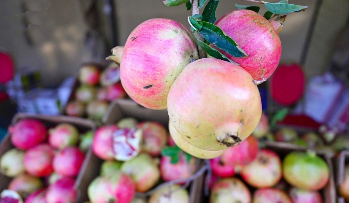 Asir marks start of pomegranate season
