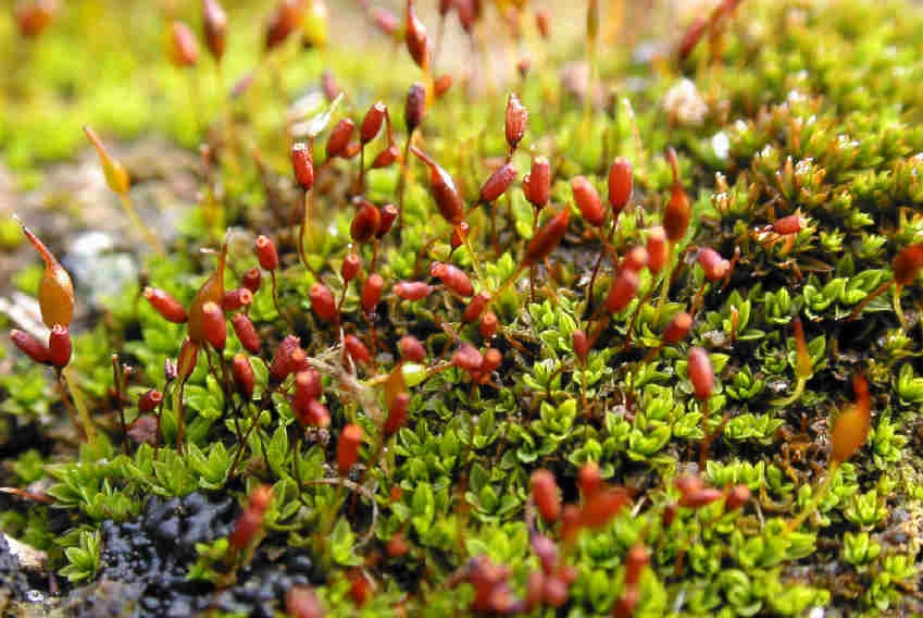 Tortula atrovirens, widely found across the Kingdom and known for its resilience, is a reliable choice for shaded public spaces. Shutterstock