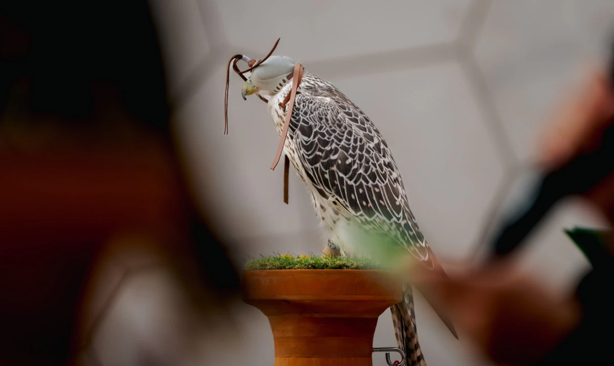 Saudi Pavilion at Expo Osaka highlights falconry heritage