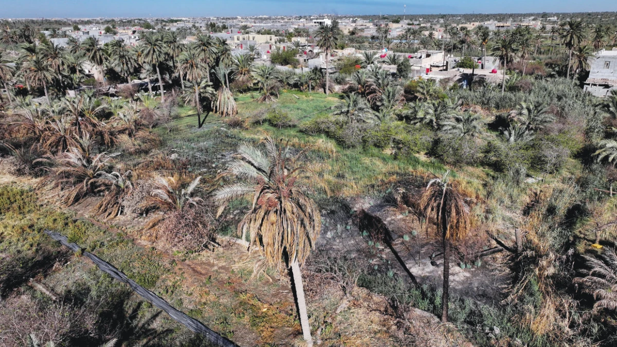 A drone view shows a section of a farm scorched by extreme heat in Basra, Iraq. (Reuters)