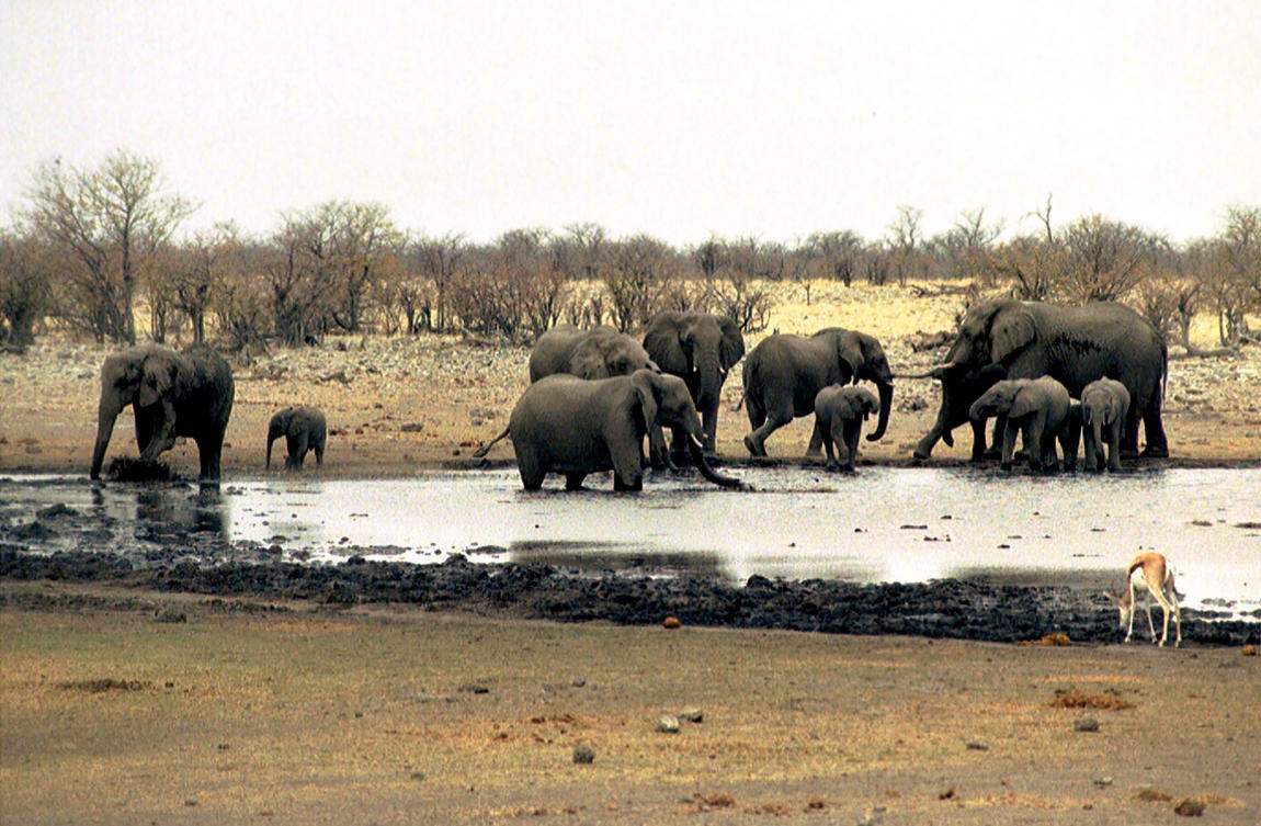 Elephants drink at a waterhole in Etosha National Park in Namibia on Sept. 23, 2004. (AP/File)