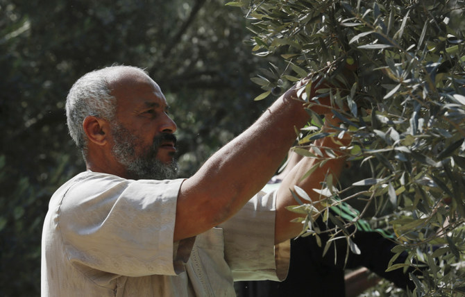 According to UN monitors, more than 4,000 olive trees and other tree crops were burned or removed by Israeli settlers in 2020. (AP/File Photo)
