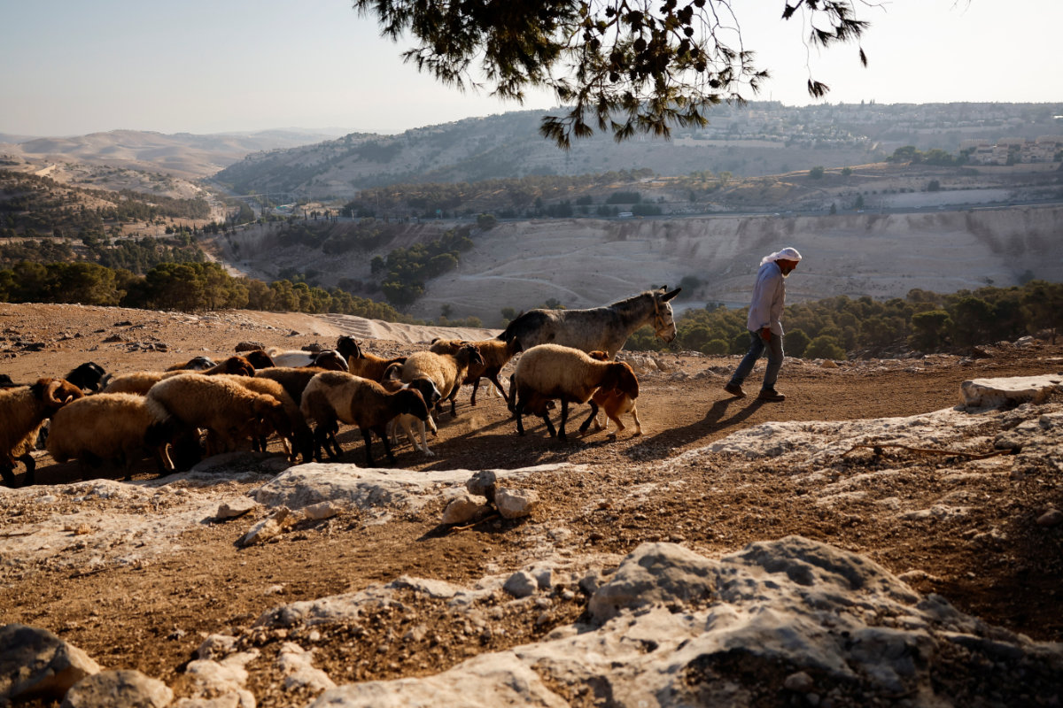 A Palestinian Bedouin man leads animals home, as the communities of Jabal Al-Baba faces displacement due to plans to build a new Israeli settlement near the E1 road, in Jabal Al-Baba in the Israeli-occupied West Bank, on September 17, 2025. The Israeli settlement Maale Adumim is visible in the background. (REUTERS/Ammar Awad)