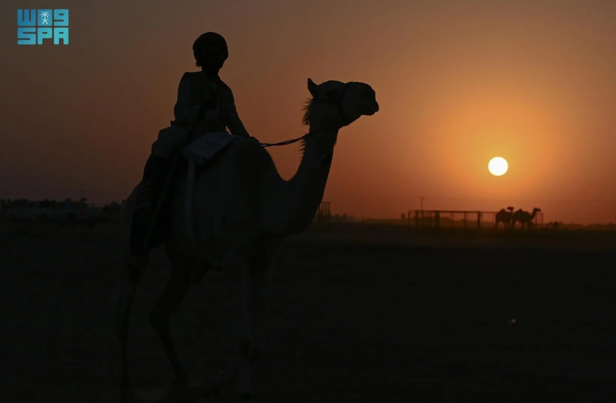 Sales at an auction in Hail for rare and distinctive camel breeds topped SR5.7 million ($1.5 million) in its opening week. (SPA)