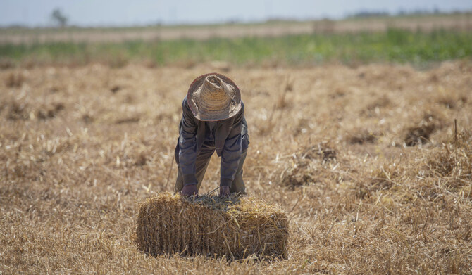 French wheat exporters will supply Morocco with two thirds of its soft wheat needs, or 3.5 million metric tons, in the 2025-2026 season, Philippe Heusele, international head at French grain industry group Intercereales, said on Tuesday. (AP/File)