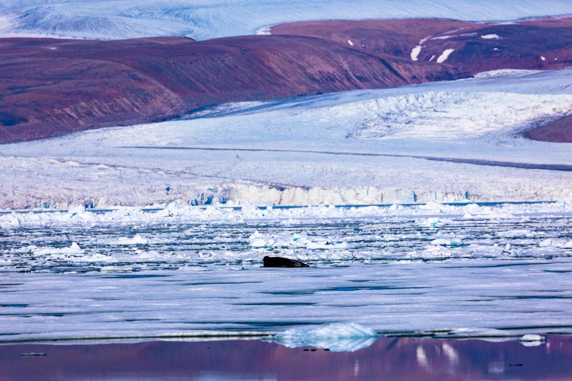 Arctic seals and more than half of bird species are in trouble on latest list of threatened species