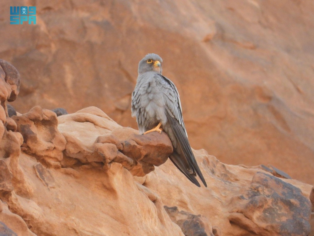 The reserve drew attention to the threats these birds face and emphasized their vital role in maintaining ecological balance. (SPA)