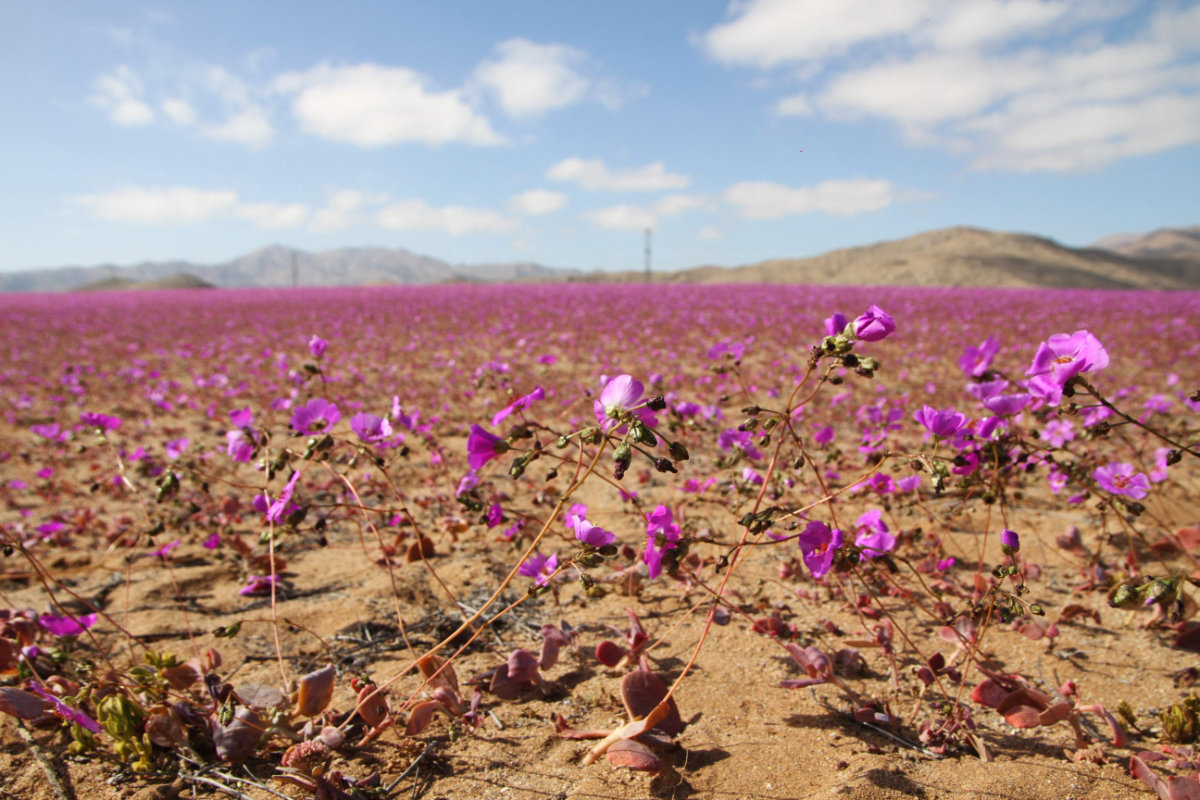 The world’s driest desert blooms into a rare, fleeting flower show