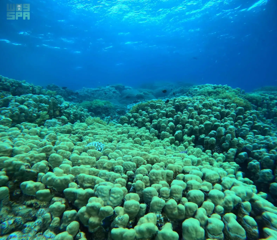Researchers from the National Center for Wildlife found improved coral reef conditions in the Red Sea. (SPA)