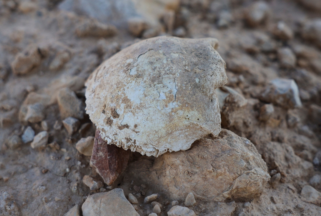 A bone, believed to be a human skull fragment, lies on the surface of the mass grave in the desert near the town of Dhumair, Syria. (Reuters)