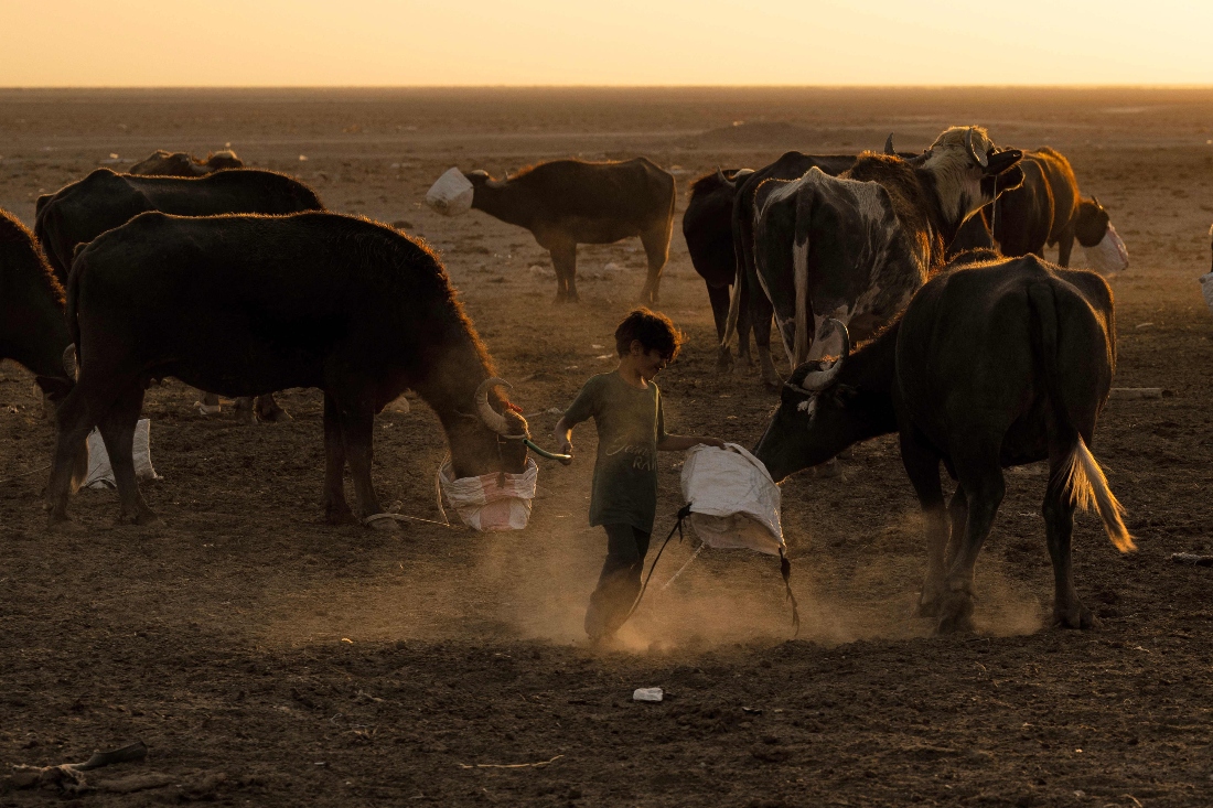 A boy helps the water buffaloes of Iraqi breeder Maryam Salman feed in a field in al-Mashab in the marshes north of Basra in southern Iraq. (AFP)