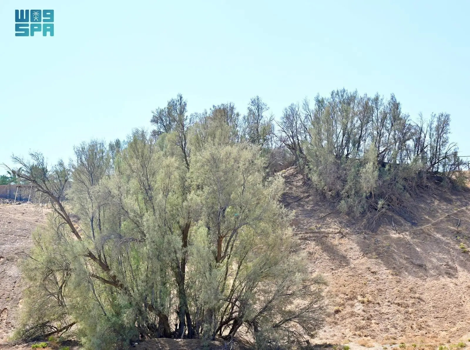 Resistant to drought and tolerant of salty soil, the tamarisk among the native species being planted across the Kingdom to fight desertification.