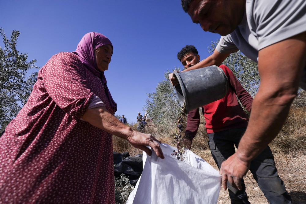 Above, Palestinians harvest olives in the occupied West Bank village of Turmus Ayya, on the outskirts of Ramallah, on Oct. 20, 2025. (AFP)