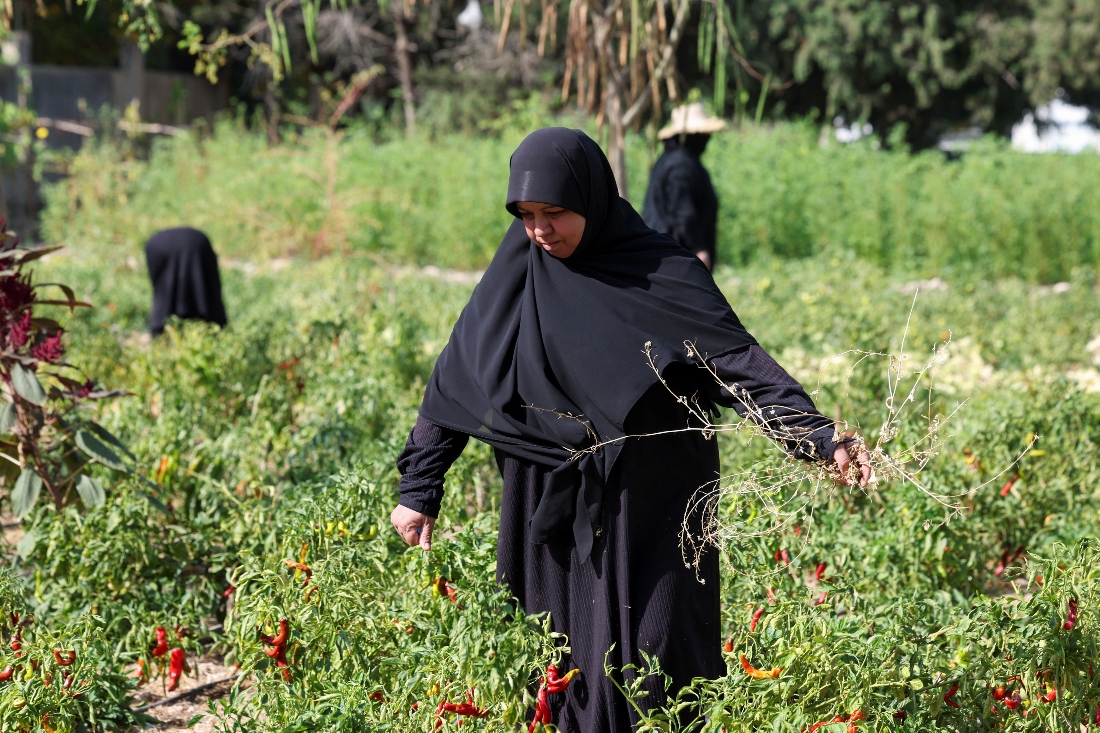 Zeinab Mehdi, a Lebanese farmer from Naqoura, picks crops on a field where she works as part of a farming project supported by the United Nations Women's agency, in Tyre, Lebanon. (Reuters)