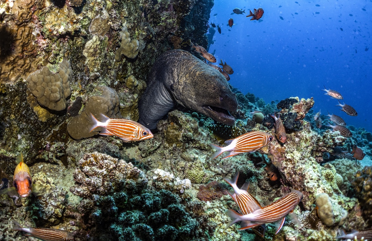 File photo of soldierfish swimming past a moray eel by corals in the Egyptian Red Sea marine reserve of Ras Mohamed. (AFP)
