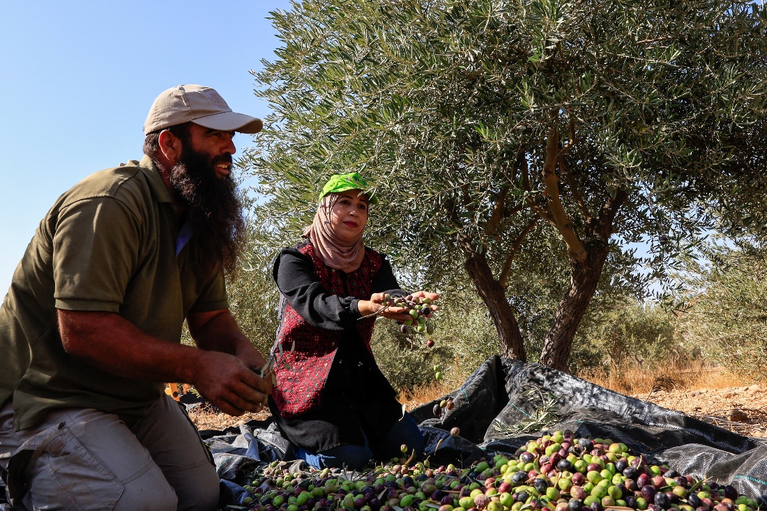 Palestinians hold olives during harvest season, in the village of Maniya, near Bethlehem, in the Israeli occupied West Bank. (Reuters)