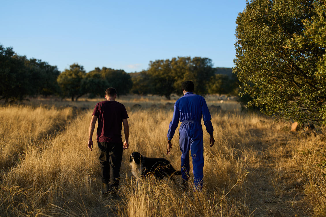 Spanish shepherd Ã'lvaro Esteban and Sudanese shepherd Osam Abdulmumen walk through the countryside while heading to gather a sheep herd in Los Cortijos, central Spain, Tuesday, Oct. 7, 2025. (AP Photo/Bernat Armangue)