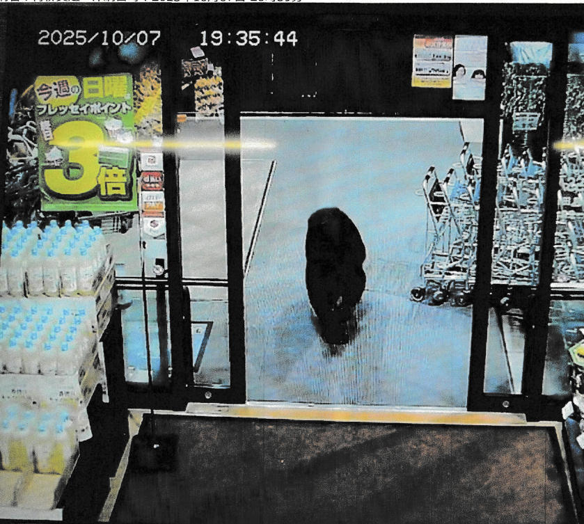 Above, CCTV camera footage of a bear walking inside a supermarket in Numata, Gunma prefecture on the evening of Oct. 7, 2025. (Gunma Prefectural Police via Jiji Press/AFP)